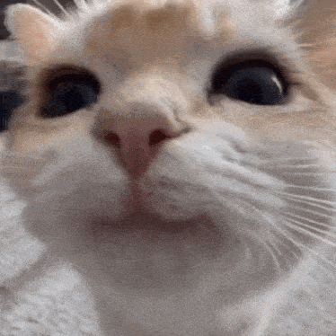 cat-cute.gif
