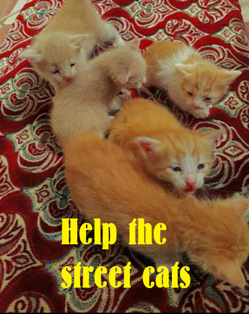 Help-the-street-cats-EN.jpeg