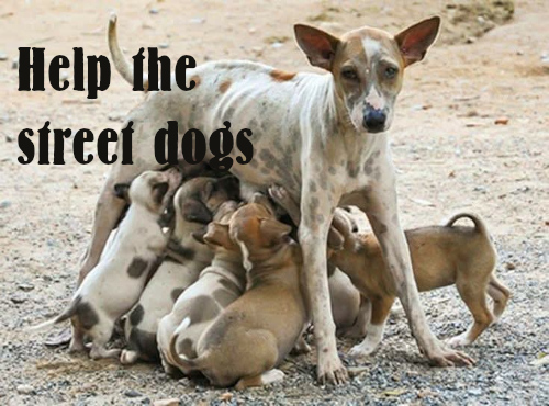 Help-the-street-dogs-EN.jpeg