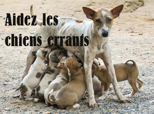 Help-the-street-dogs-FR.jpeg