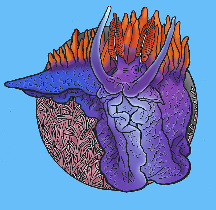 A digitally-colored drawing of a Spanish Shawl nudibranch resting on a bed of common coraline.