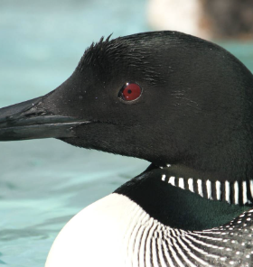 loon