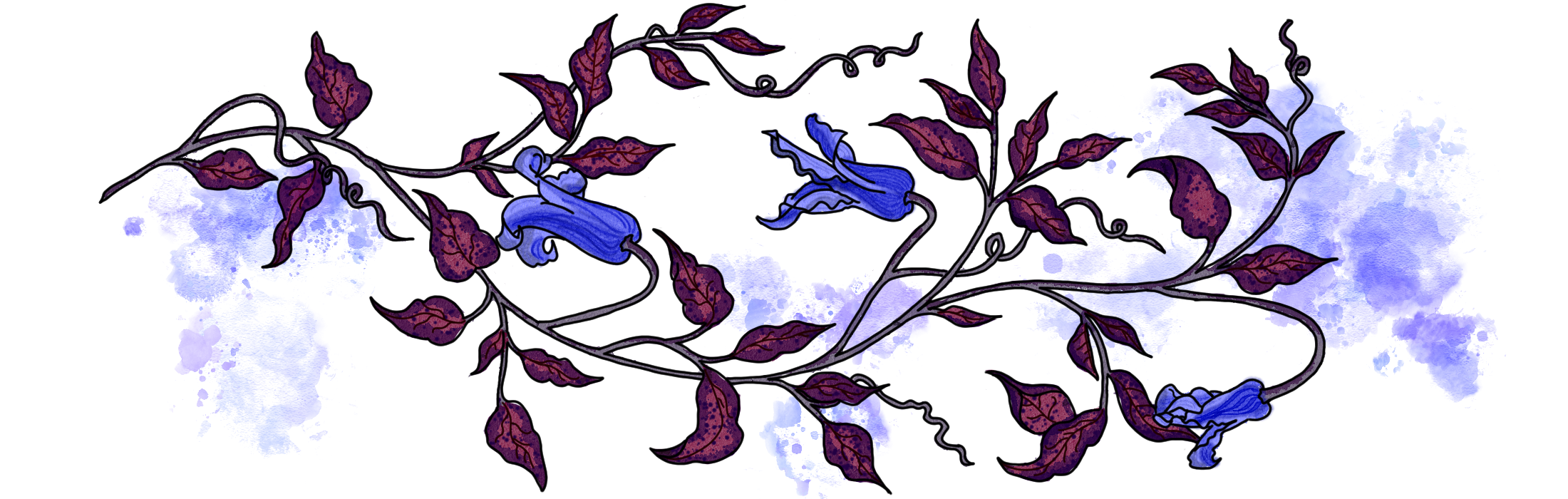 Clematis bottom border