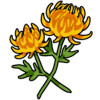 Chrysanthemum