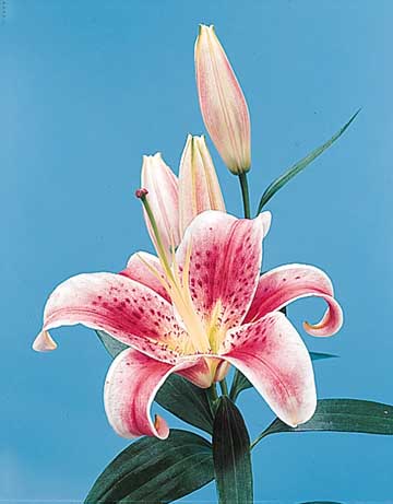 Lily