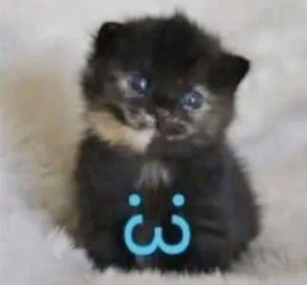 :3 kitty