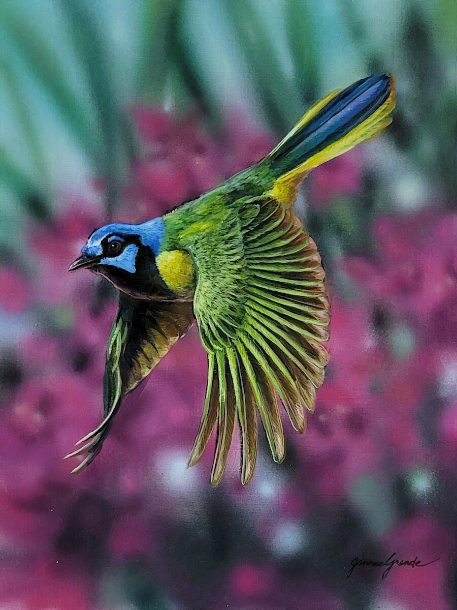 Green-Jay-by-Janene-Grende.jpg