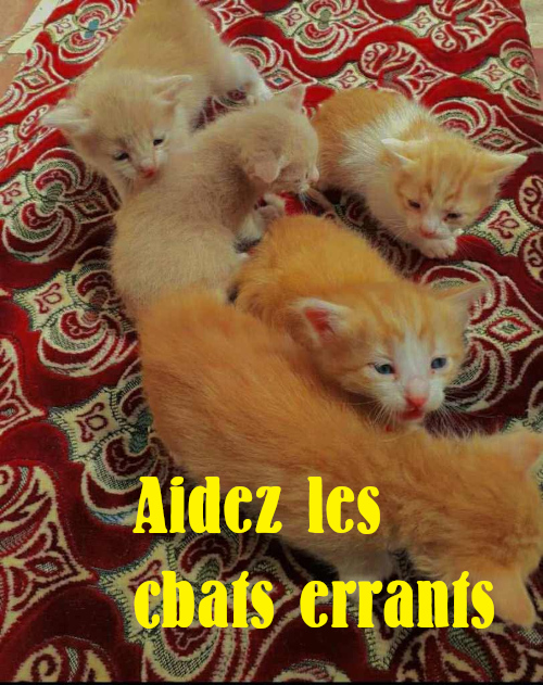 Help-the-street-cats-FR.jpg